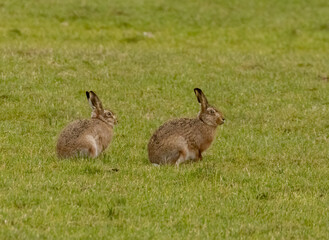 Brown hares in a field