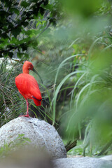 Wall Mural - Scharlachsichler (Eudocimus ruber), auch Roter Ibis