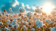 © A2Z AI  - close up ripe cotton with white fibre grow on plantation