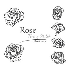 Wall Mural - vector sketch of rose petals.