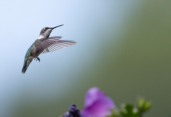 Wall Mural - hummingbird in flight in front of green lit background in nature. Hovering above purple flower in nature.