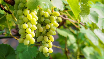 Wall Mural - closeup of ripe Sauvignon Blanc grapes hanging on vine in vineyard at harvest time