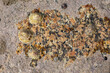 Napfschnecken (Patellidae) auf einen Felsen