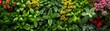 Herb and spice panorama from garden to kitchen