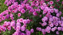 Paradiso Purple-Pink Garden Mum Or Chrysanthemum Grandiflorum Flowers Are Blooming In The Garden.