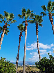 Canvas Print - This is a palm tree park with a view of Hallasan Mountain in the distance.