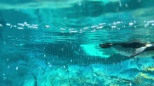 Closeup Of A Group Of Penguins Swimming And Playing Underwater - Marine Life Theme Park In Abu Dhabi, UAE - Diving Into Clear Water