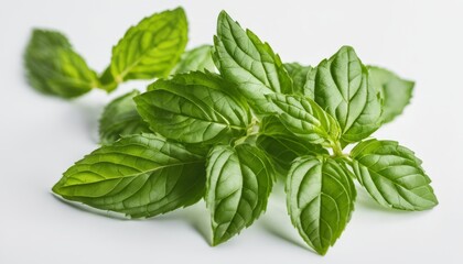 Sticker -  Fresh and vibrant basil leaves, ready for culinary delight!