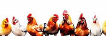 A Minimal Banner Of A Row Of Chickens On A White Background. No Shadows, No Reflections, No Highlights. On A Clean White Background