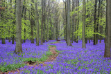 Fototapeta Tulipany - Path Through the Bluebells