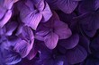 a purple close up image of flowers