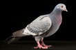 A selectively bred Racing Homer pigeon with enhanced speed and homing instinct. Concept Pigeon breeding, Racing Homer, Enhanced Traits, Selective Breeding, Homing Instinct