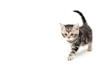 Wall Mural - Fluffy purebred gray kitten on a white isolated background