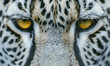 Detailed White Leopard Print Background for Varied Artistic and Creative Purposes, Generative AI 
