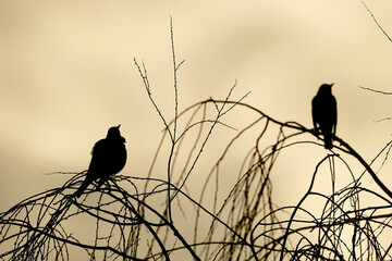 silhouette of two birds under the cloudy sky