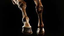 Closeup Of A Horse's Legs In A Jump On A Black Background. Animal In Motion. Horse Hooves