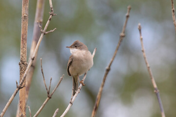 Poster - Male Common whitethroat sitting on a tree branch in spring