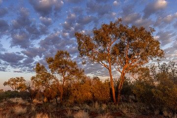 Canvas Print - cloudy skies at the end of the day in the Australian outback