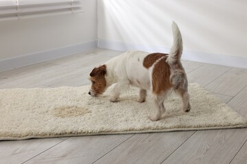 Sticker - Cute dog near wet spot on rug indoors