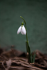 Sticker - bunch of snowdrops in early spring