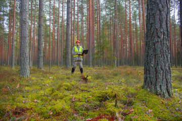 Wall Mural - A forest engineer with a computer in his hands works in the forest.