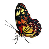 Fototapeta Motyle - Colorful butterfly in transparent background