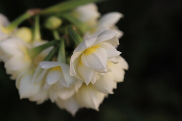 Wall Mural - 日本の早春の庭に咲く白い八重咲きのフサザキスイセンの花