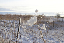 Snow Covered Weed Plant Which Looks Like Cotton Swabs