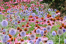 Pink Coneflower, Echinacea Purpurea 'Rubinstern' And Echinops, Globe Thistle, ÔVeitch's BlueÕ In Flower.