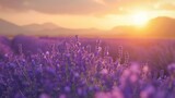 Fototapeta Lawenda - Lavender field blooms In the spring sunrise