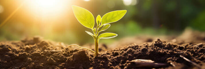 Wall Mural - green plant sprout growing from the black soil the morning light