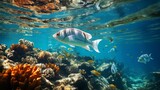 Fototapeta  - School of tropical fish swimming over a coral reef, variety of species, conveying the movement and life in a healthy reef, Photorealistic, school of f