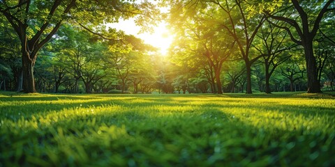 Wall Mural - Lush green trees in public park embodying tranquility of nature sunny landscape perfect for spring and summer showcasing beauty of well manicured lawns and vibrant foliage ideal for outdoor relaxation