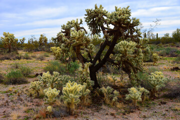 Cholla cactus, Sonora Desert, Mid Spring