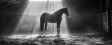 Fototapeta  - Black and white picture of horse stands in a stable