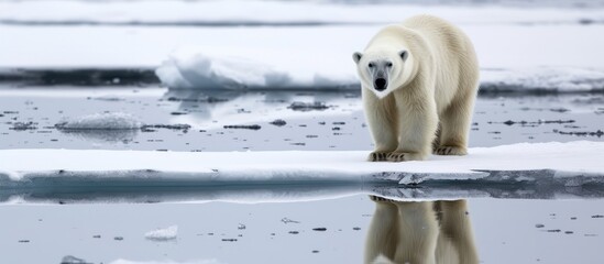 Wall Mural - Majestic polar bear standing on a small iceberg in the Arctic wilderness