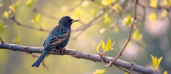 Poster - Beautiful bird perched gracefully on a lush green tree branch in nature