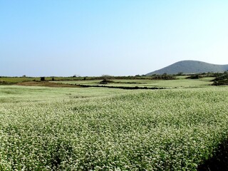 korea jeju island landsacpe