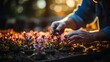 A gardener's hands planting flowers in a garden bed, variety of colorful blooms around, focusing on