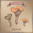 Cantharellus cibarius aka golden chanterelle color sketch on vintage background. Edible mushrooms series.