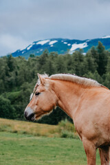 Wall Mural - Norwegian Fjord horse in pasture in the mountains on a cloudy day