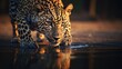 Leopard drinks water in aquatic animals on safari The image of a leopard using its mouth to create a small stream of water. In the safari landscape pictures It is a vivid and pleasing sight throughout