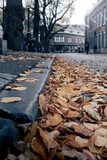 Fototapeta Na ścianę - Dead withered brown leaves fallen on the ground in the big city viewed from a low viewpoint.