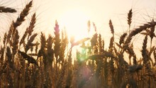 Dry Yellow Wheat Field Autumn Seasonal Landscape With Bright Sun Light Sunset Sunrise Sky Closeup. Golden Ripe Rye Meadow Stem With Grain Fall Agriculture Harvest Countryside Nature Sunny Scenery
