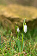 Small wild snowdrops in the spring forest. Beautiful bokeh