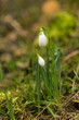 Two first wild snowdrops in the forest