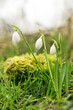 First wild snowdrops in the spring forest. A lot of fresh green grass