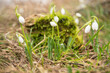 Several snowdrops in the spring forest