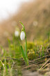 One snowdrop in early spring
