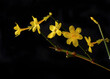 Zarte gelbe Blüten im Februar, Winter-Jasmin (Jasminum nudiflorum) 